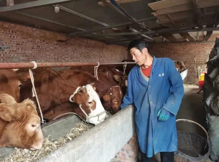 灵台"牛人"张效敏:在养牛中追寻"光明"