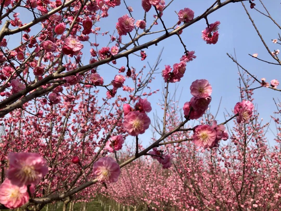 白马关桃花图片