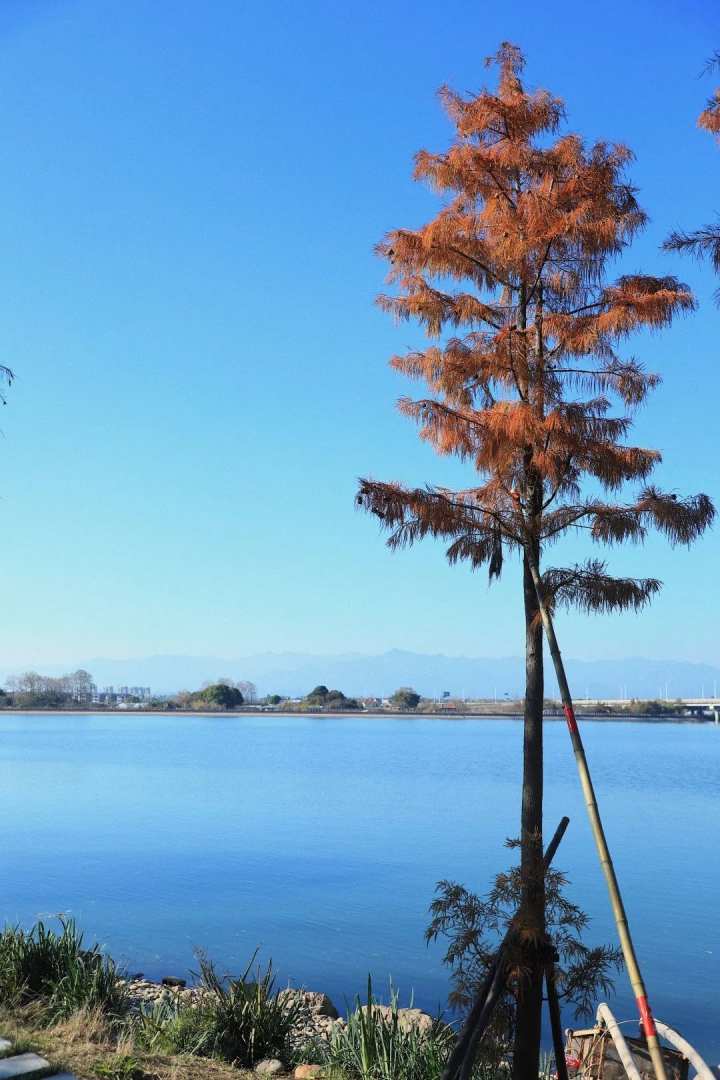 大好冬日,来衢江网红沙滩欣赏"冬之彩"