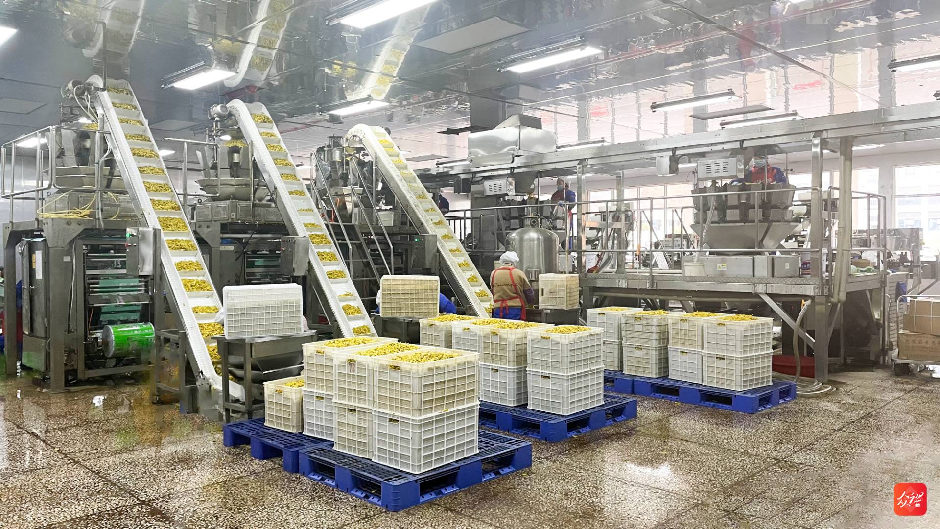 「贵州农产品加工之"辣"」一头联农户一头系市场!