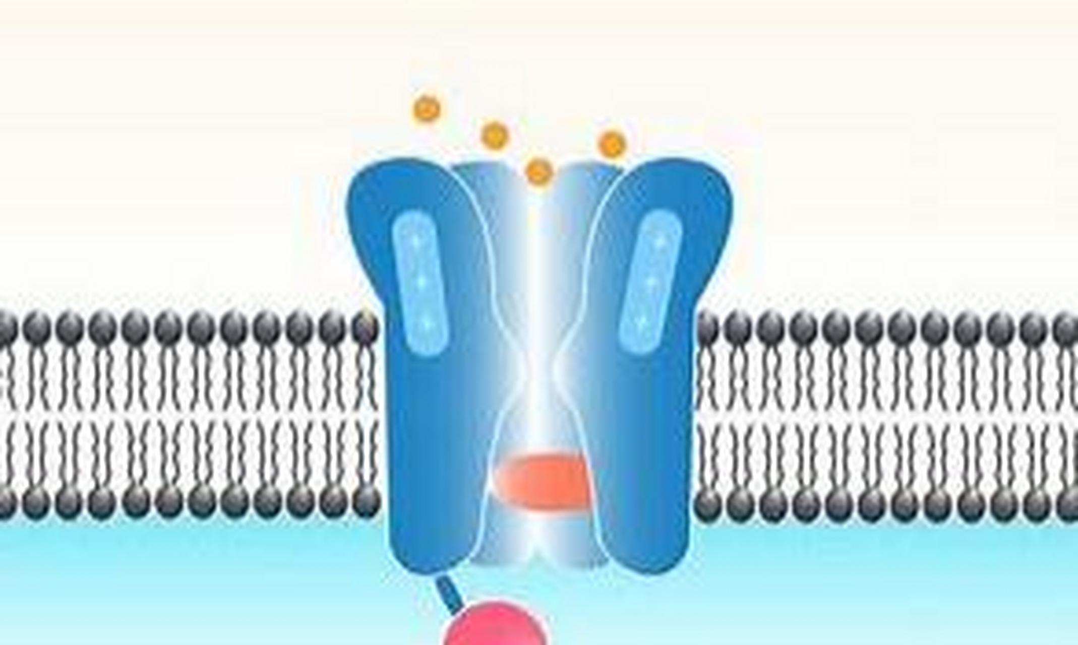 离子通道是一类嵌入于细胞膜上的蛋白质,可以控制离子通过细胞膜