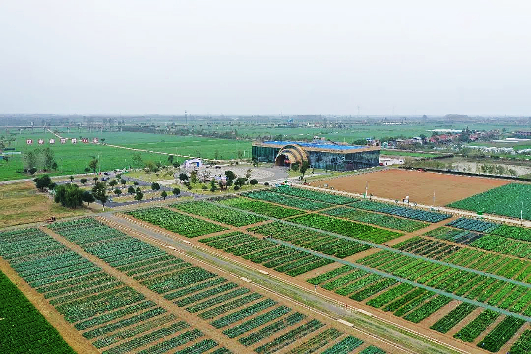 视频|汉寿蔬菜远销海内外 年出口量4.5万吨