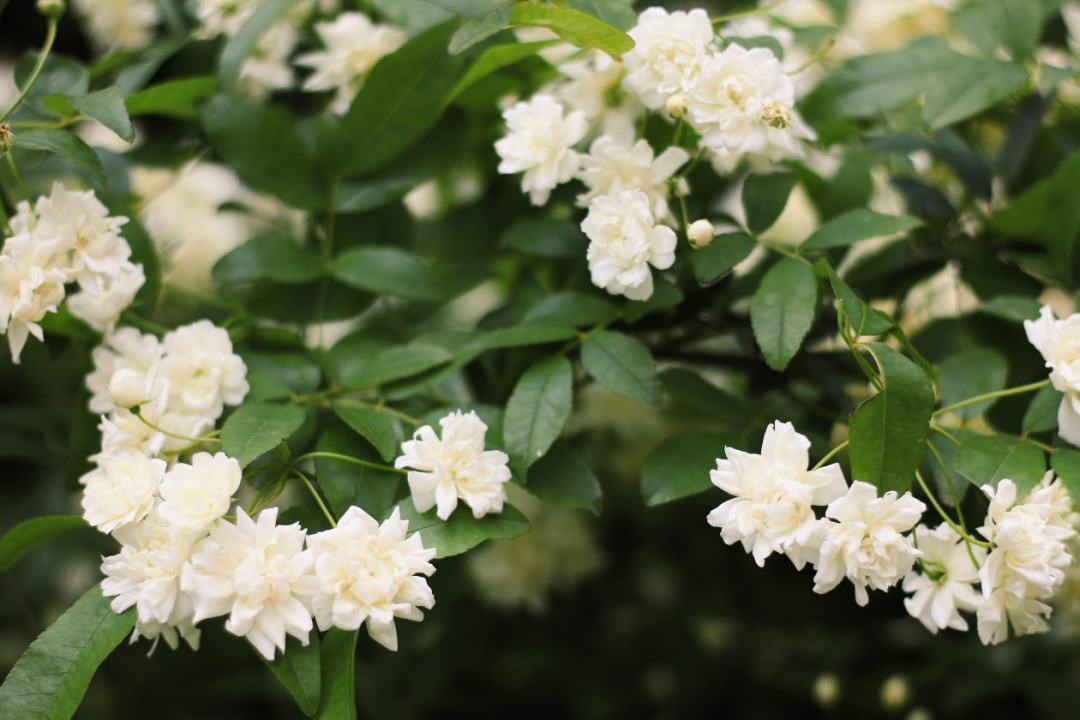 花花世界这份成都七里香地图你值得收藏