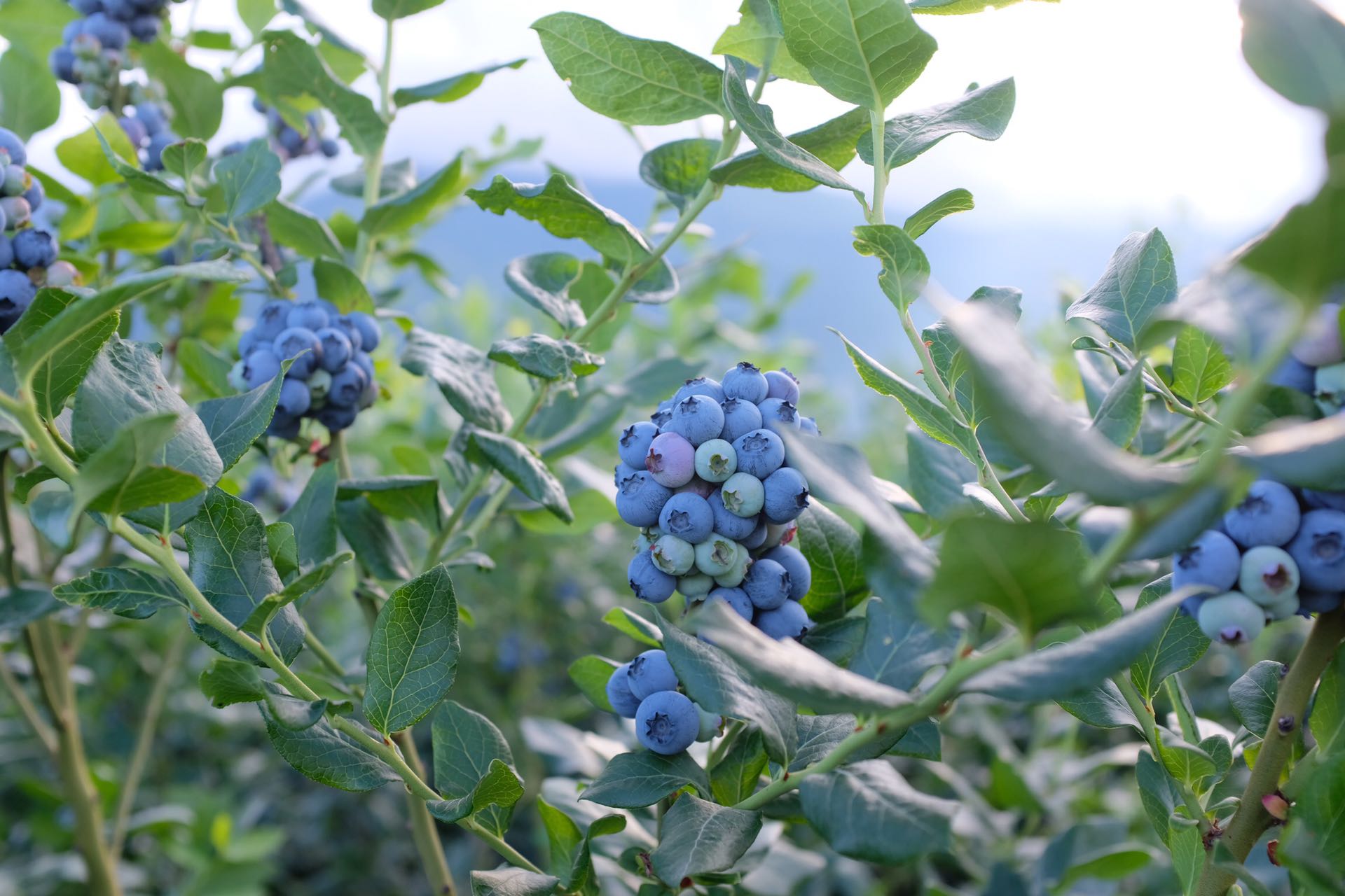云南抚仙湖露天蓝莓