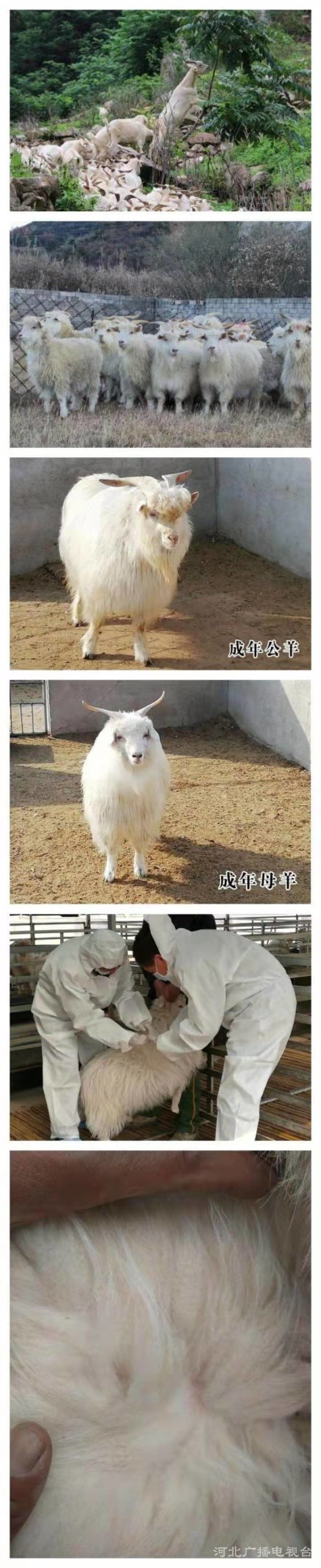 燕山绒山羊被正式确定为国家遗传资源地方品种 秦皇岛市畜禽地方品种