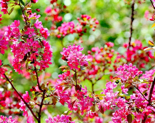 "钻石海棠"迎风开 扮美冰城赏花季