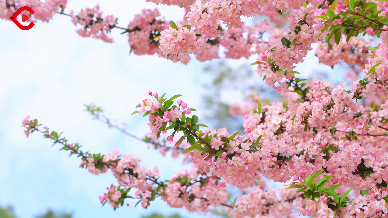 c视频 组图丨春光无限好 快来绵阳市人民公园和海棠来一场美丽的"邂逅