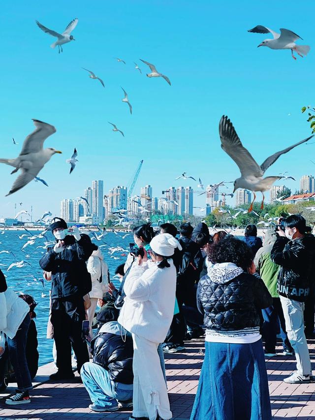 海口海鸥团伙图片