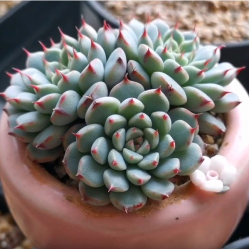 多肉品种:蒂比,蓝精灵,大河之舞,芙蓉雪莲,老版小红衣