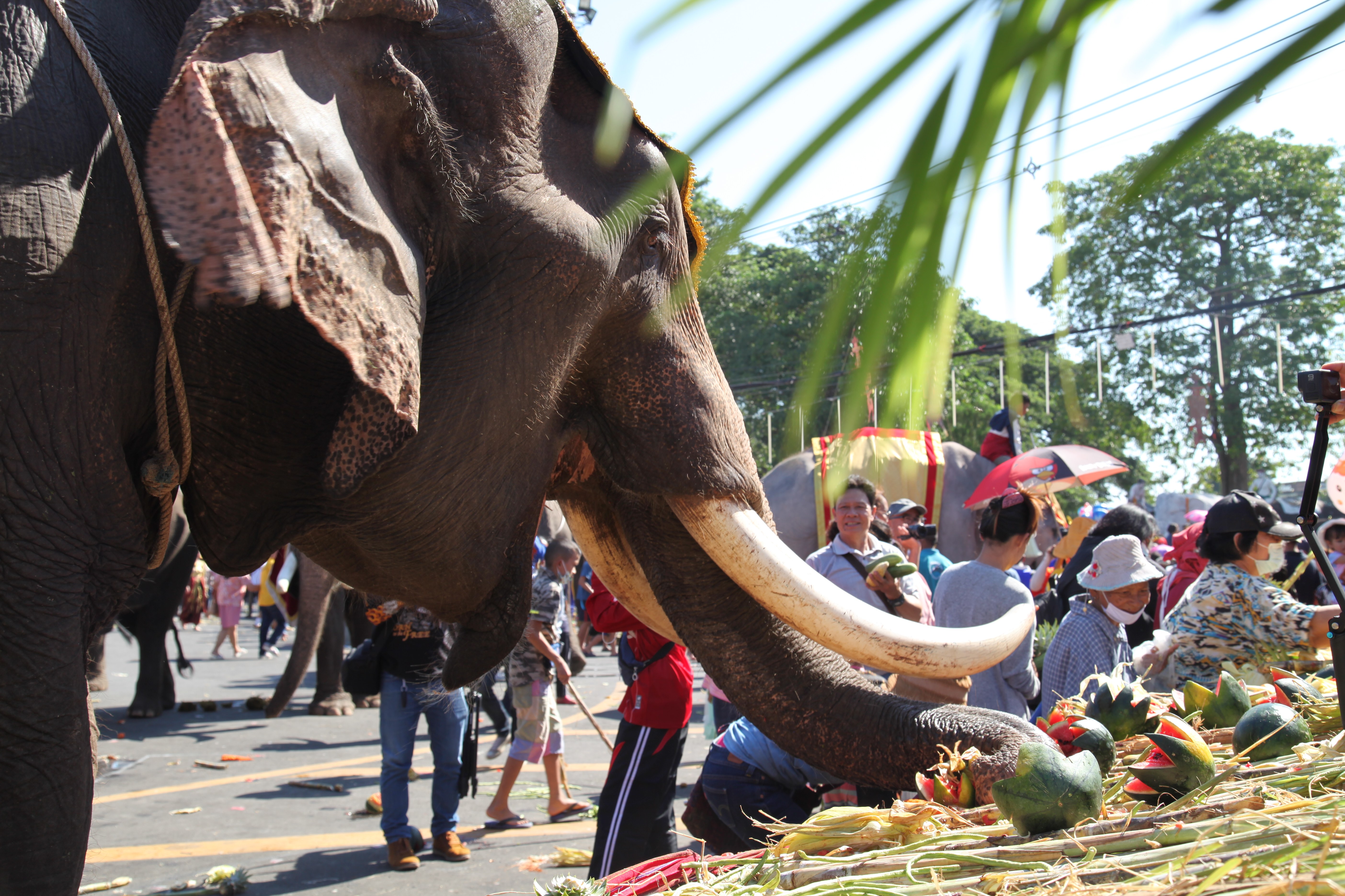 泰国举办大象节庆典活动