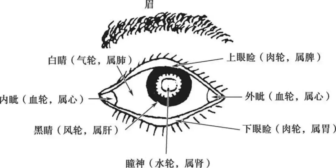 目诊图解图片