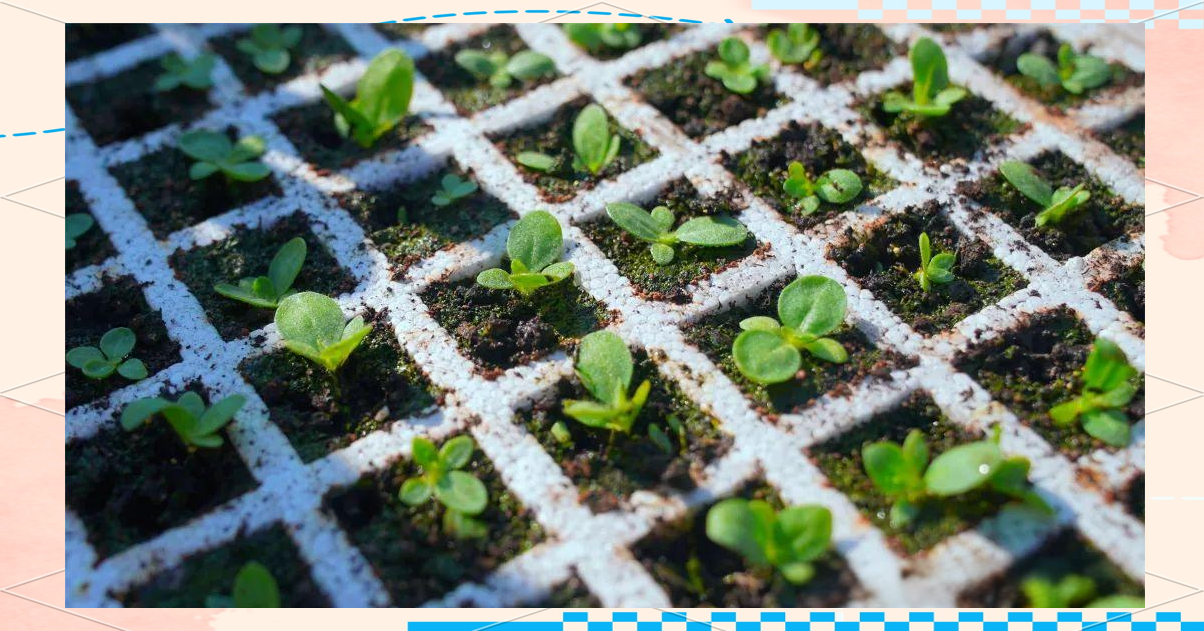 普格县春耕生产忙,烤烟育苗焕新希望