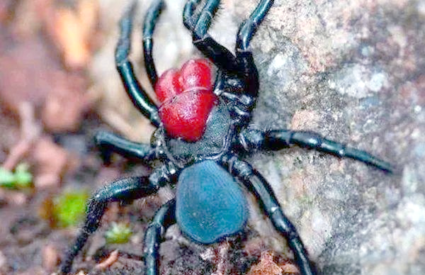 为什么蜘蛛有毒吗为什么在线 为什么蜘蛛有毒吗为什么在线