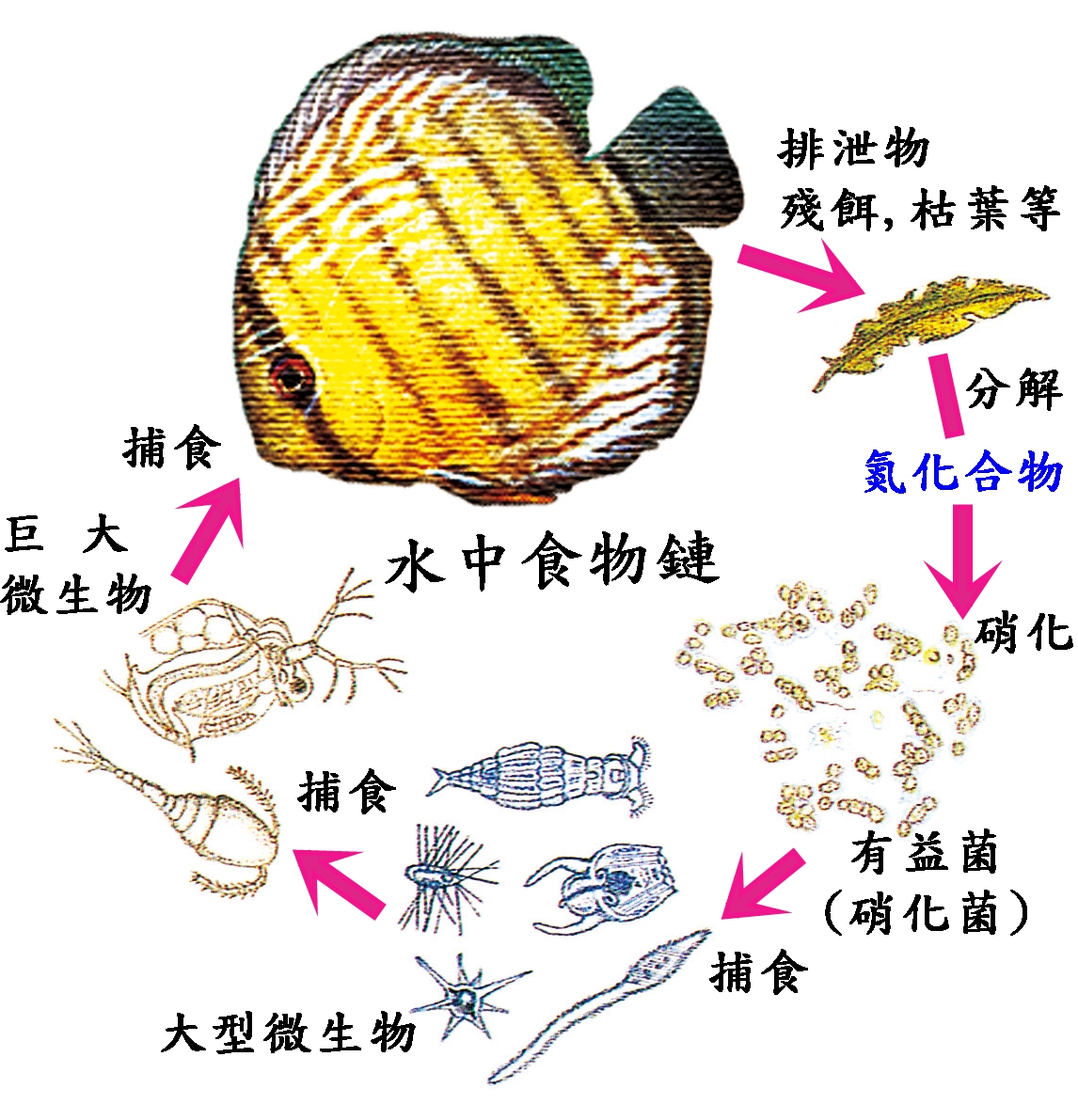 长江禁渔长达10年,会不会发生鱼类泛滥,导致水生态崩塌?