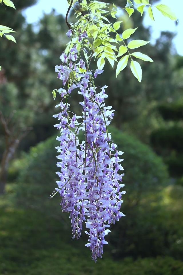 臨沂費縣紫藤花開