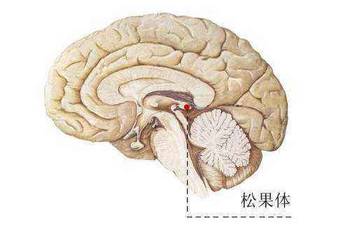 老年人睡眠时间更短是因为脑沙?