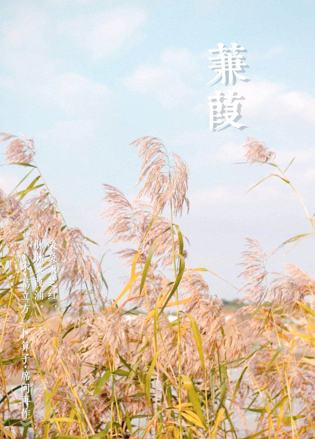 蒹葭:诗意美与生态力量的双重展现