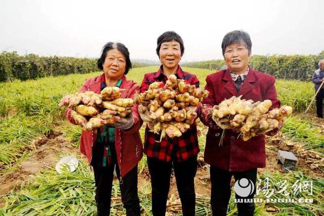 扶風縣絳帳鎮遠將村:生薑種出致富路