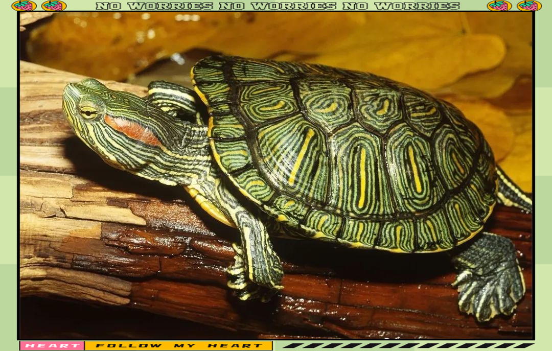 红耳巴西龟饲养方式探讨:水养与干养的选择