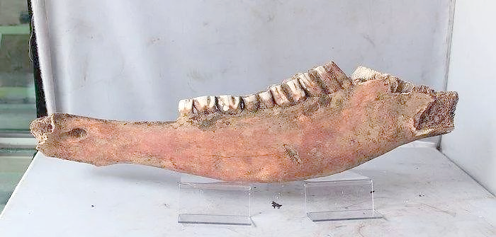 日本鹤天珠的真相:工艺与材质的真相大揭秘