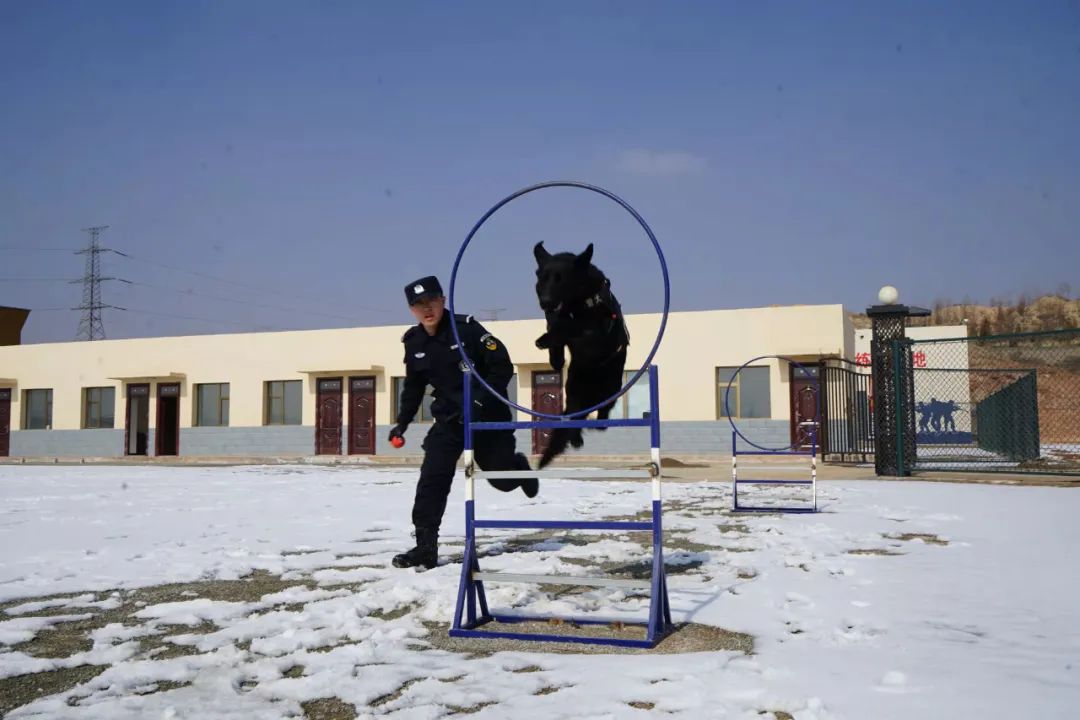 公安局警犬基地图片