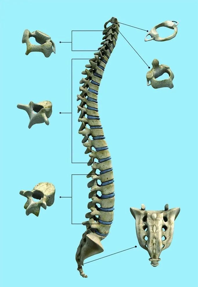 脊柱为什么是修炼的核心?