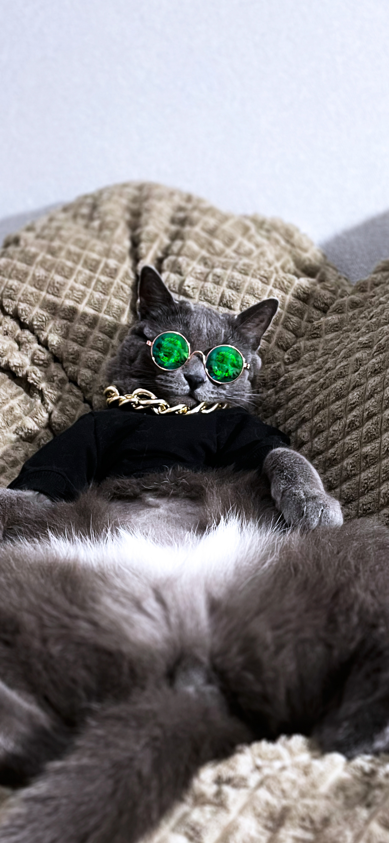 超酷的猫咪壁纸 高清壁纸无水印