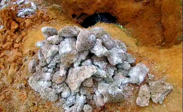 揭秘白蚁巢穴的秘密:从开工到蚁后的全过程