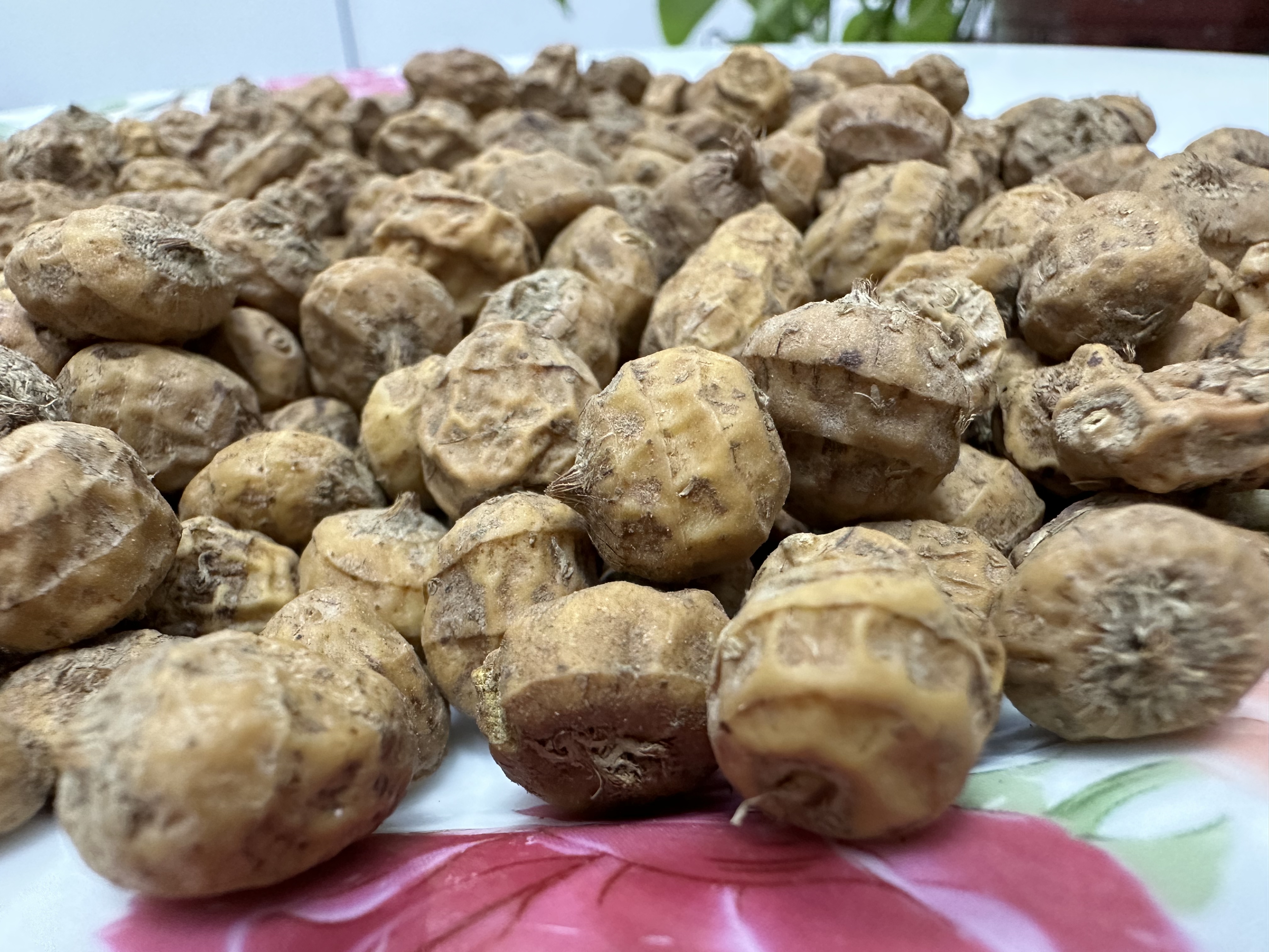 油莎豆的综合经济,环保等利用价值广泛