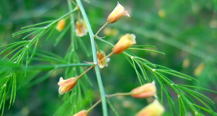 单性花图片