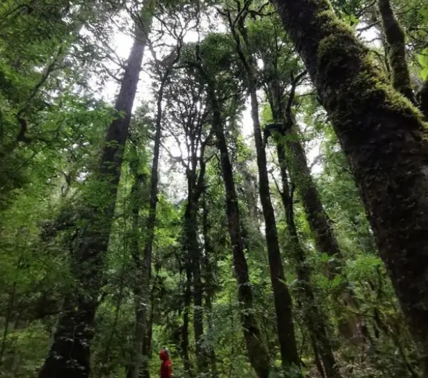 834米云南黄果冷杉中国第一高树怎么测量的它有啥价值