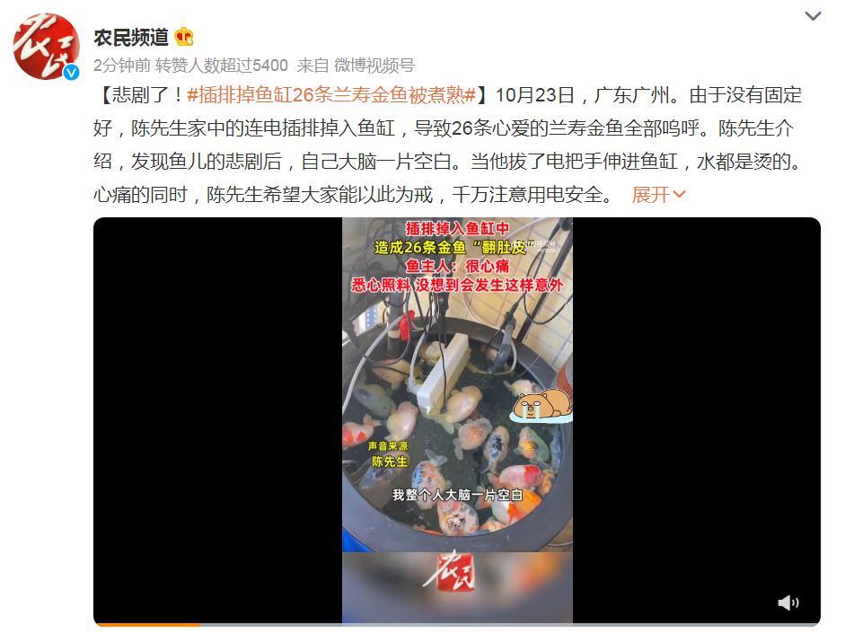 电插排掉进鱼缸 26条金鱼被煮熟！