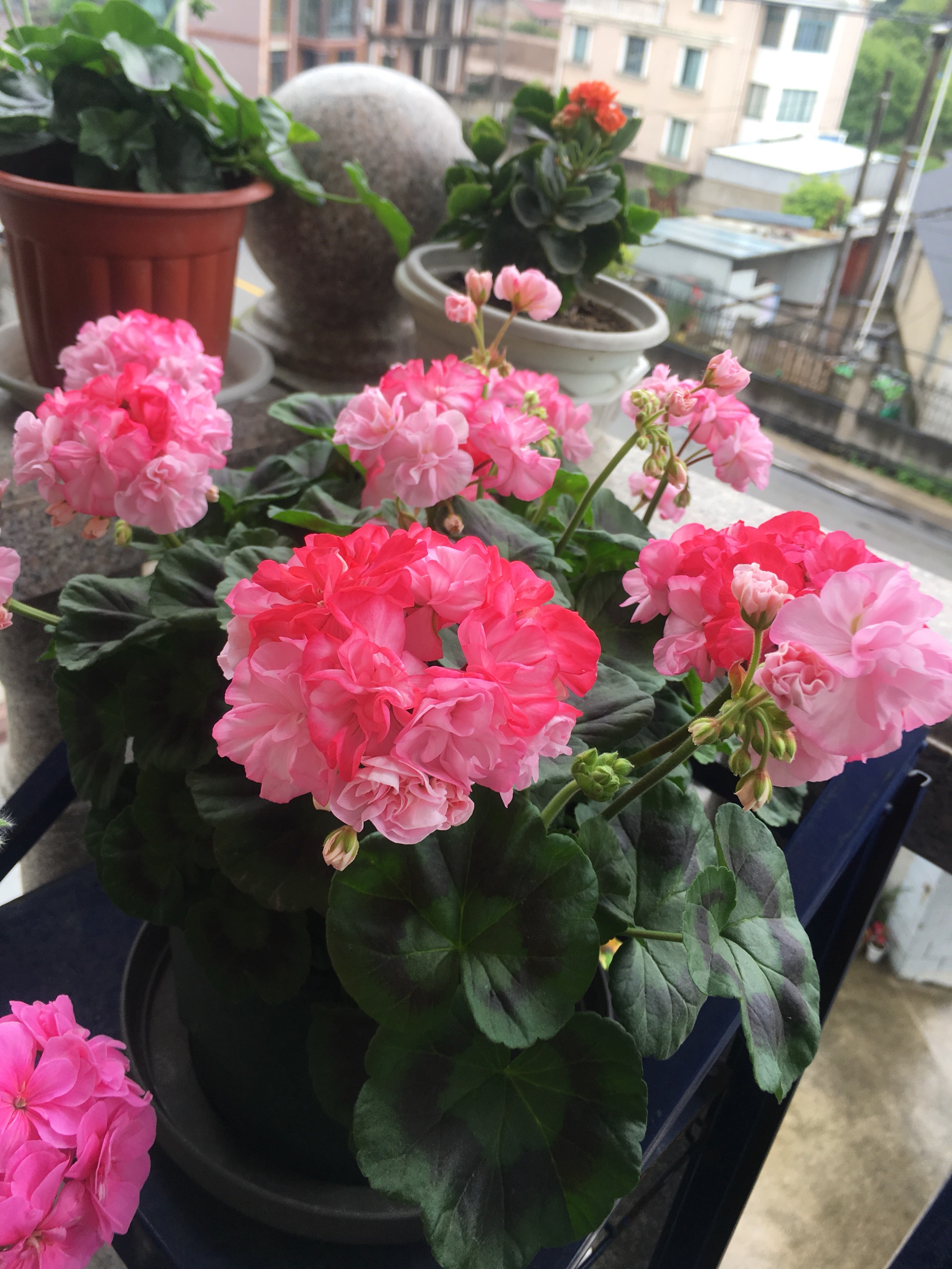 一款堪称"完美"的天竺葵,颜值高,爱开花,易栽培,度夏也容易