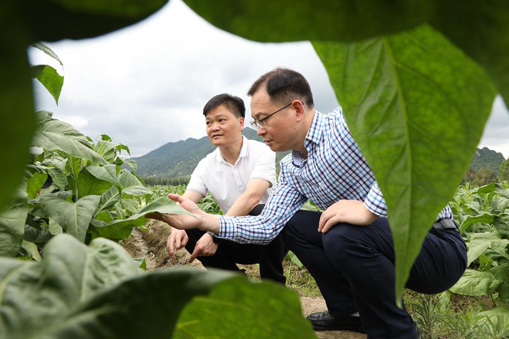 毛政深入乡镇调研烤烟生产工作