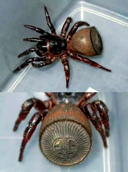 织金县惊现罕见"人面蜘蛛",众多奇特蜘蛛令人大开眼界