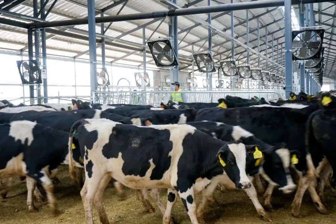 土左旗委副书记,旗长赵利民:以"一刻不停抓落实的劲头"全力推进产业