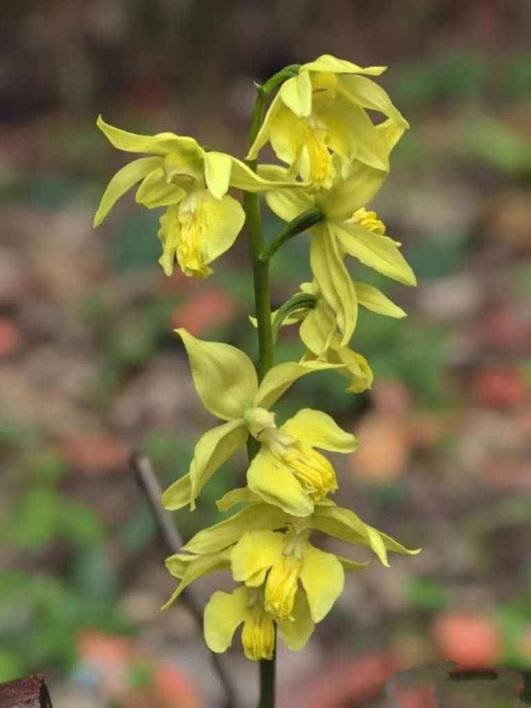 世界极危物种大黄花虾脊兰花开峎山