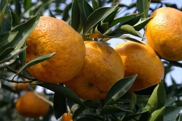 新会大红柑什么时候成熟?