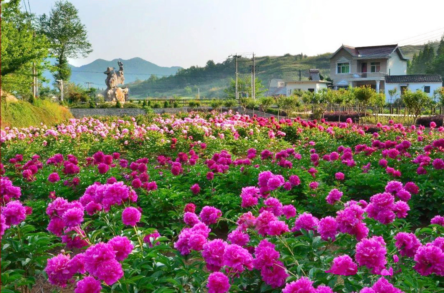 赏牡丹何必去洛阳,安徽也有个赏花胜地,是4a景点,还免费开放