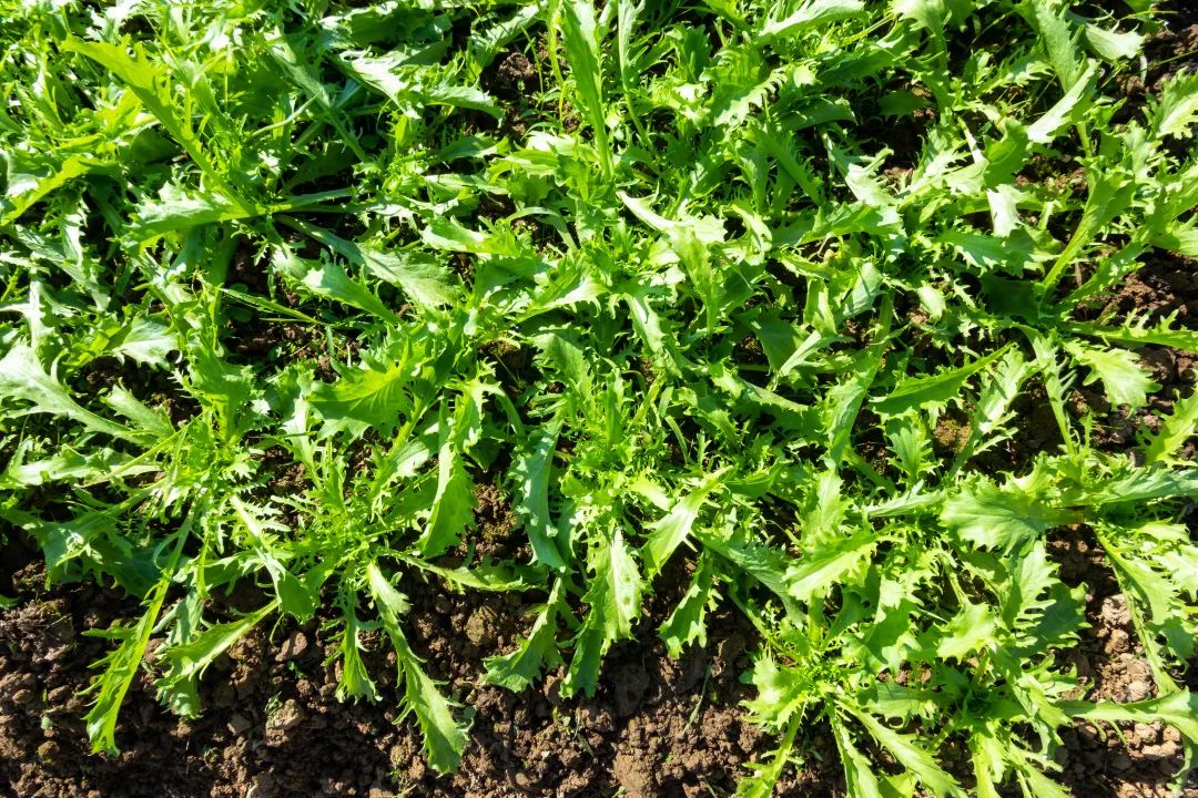 中国人吃苦的智慧,博大精深