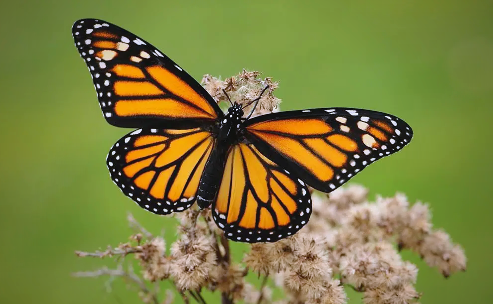 世界上具有毒性的蝴蝶有哪些?