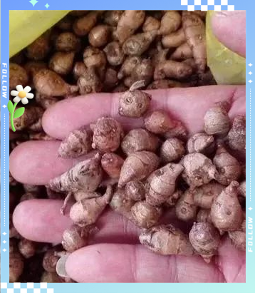 野田七:农村常见草药的多重功效与使用注意事项