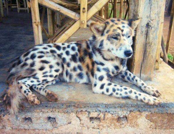 男子花2万块买一只"豹犬",狗贩子说非常罕见