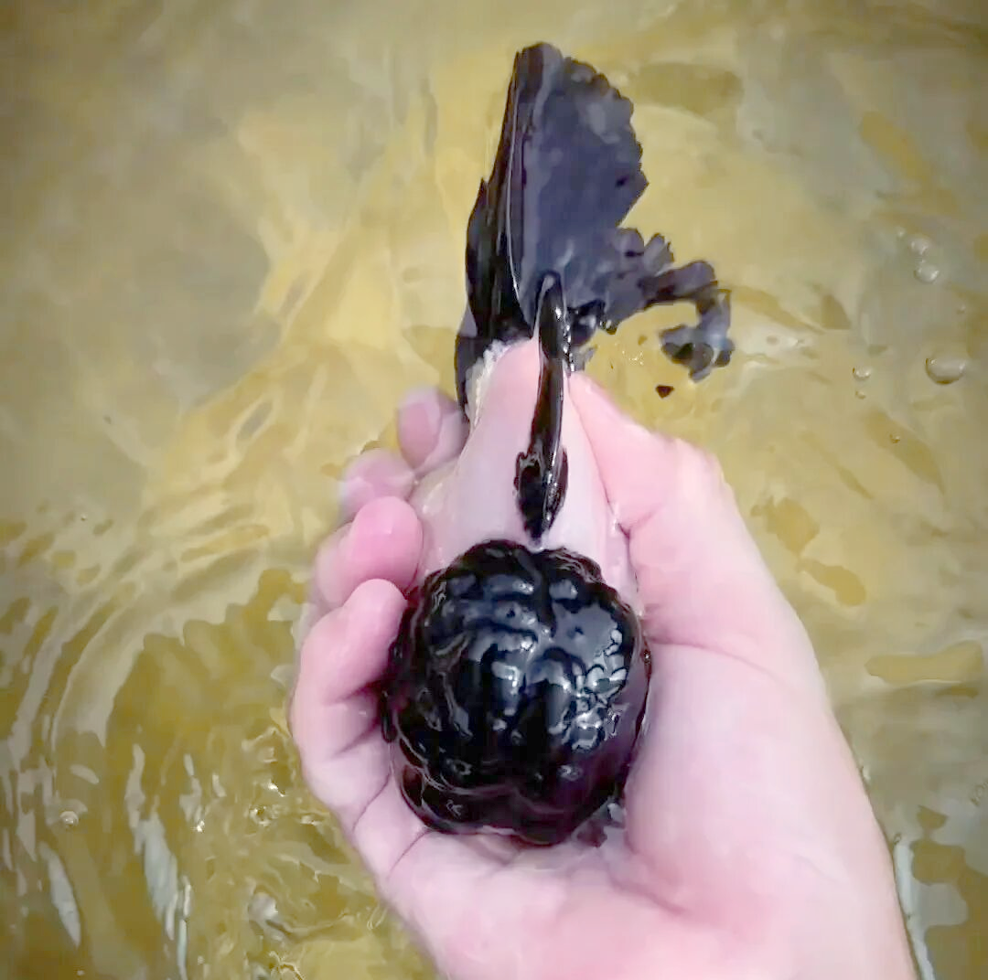 十二黑金鱼的惊艳亮相与市场热潮