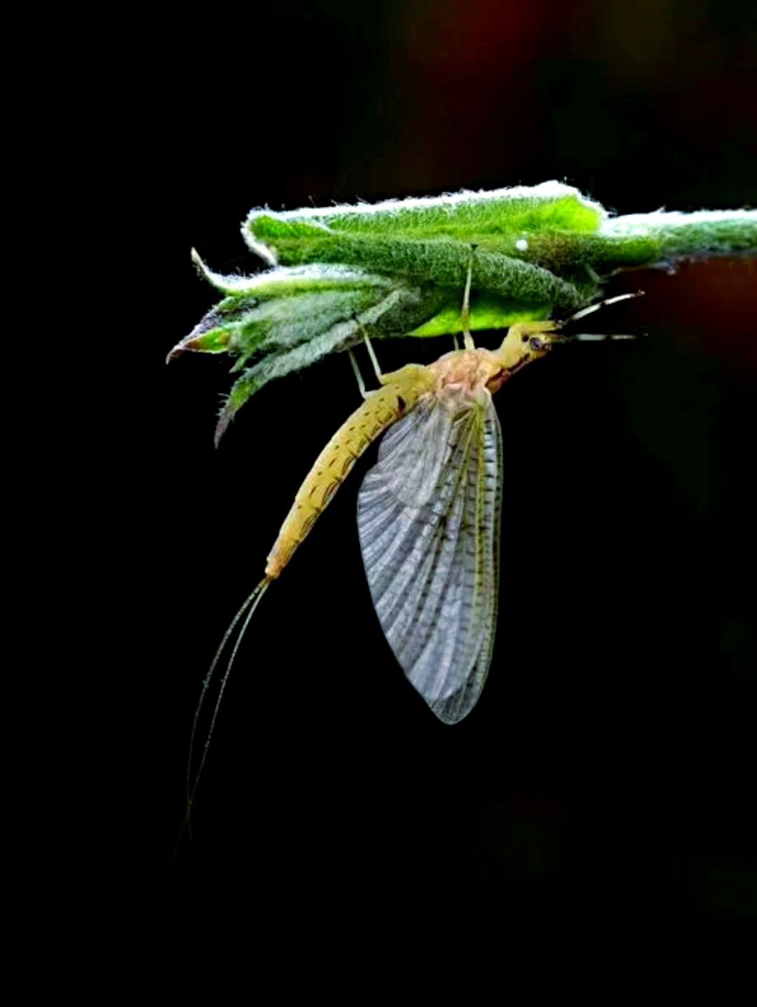 蜉蝣:古老而美丽的昆虫之旅