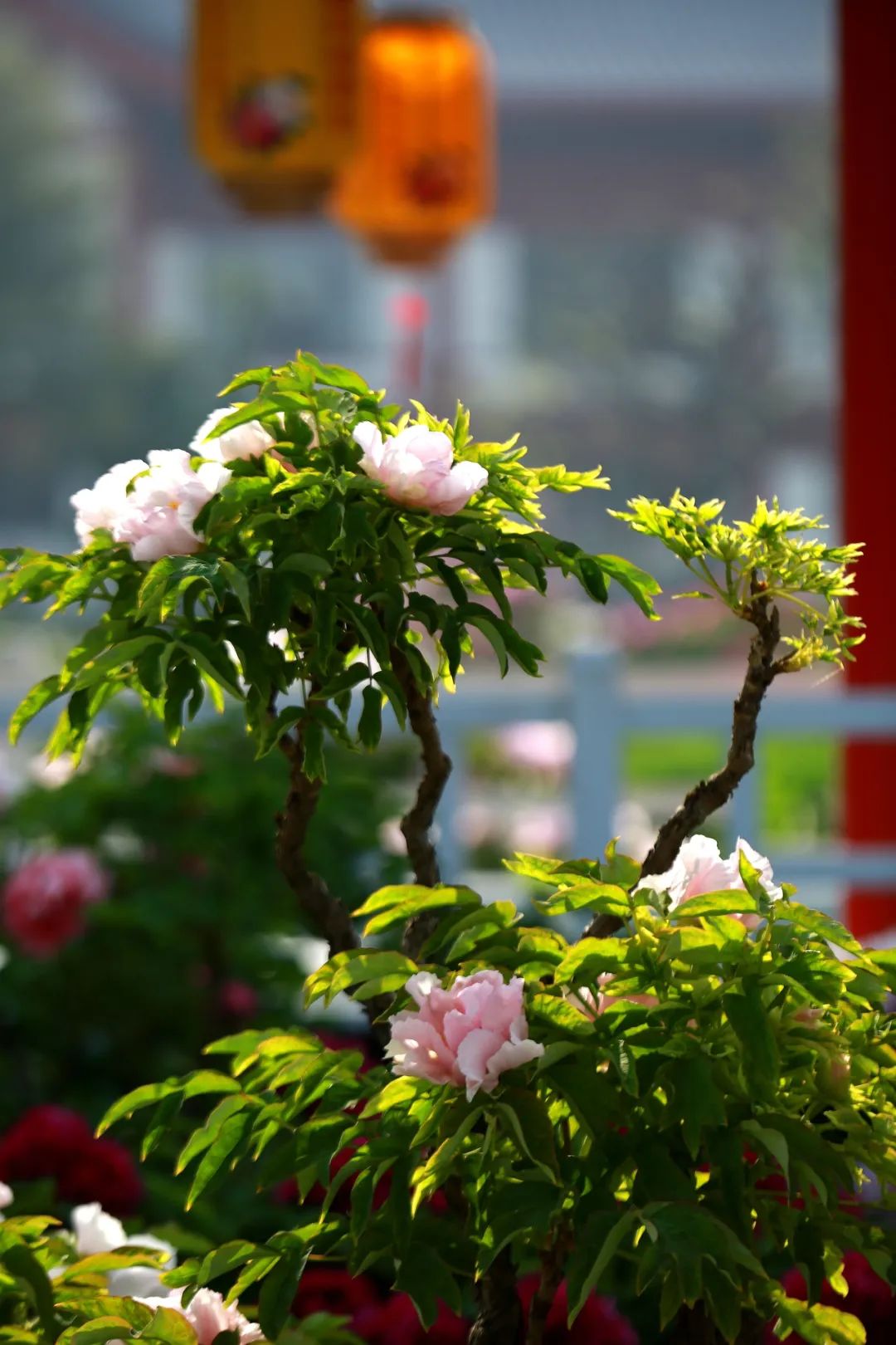 菏泽牡丹到底有多绝?让无数人为之奔赴