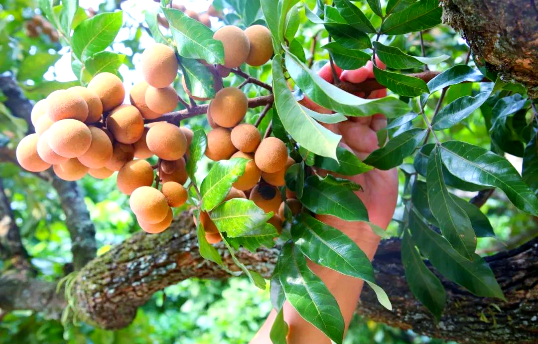 "陈耕明向记者介绍道,今年的龙眼采摘工作从8月中旬启动,预计将持续至