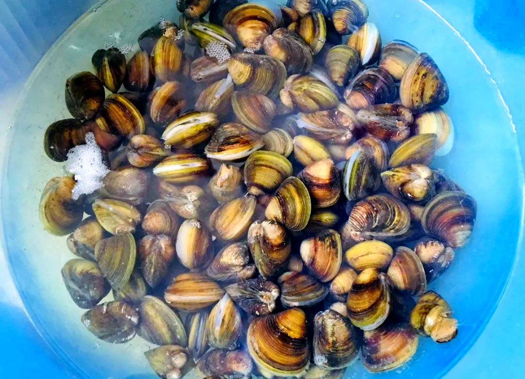 黄沙蚬:鲜美无比,肉质肥厚,一口一个,令人回味无穷