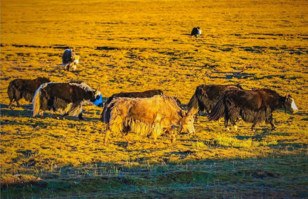 高清美图欣赏:探秘青藏高原的牦牛魅力