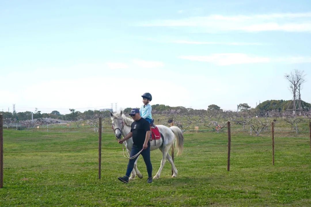 "从2021年起,浦东红窑一直被锁定为桃花节老港会场开幕式所在地.
